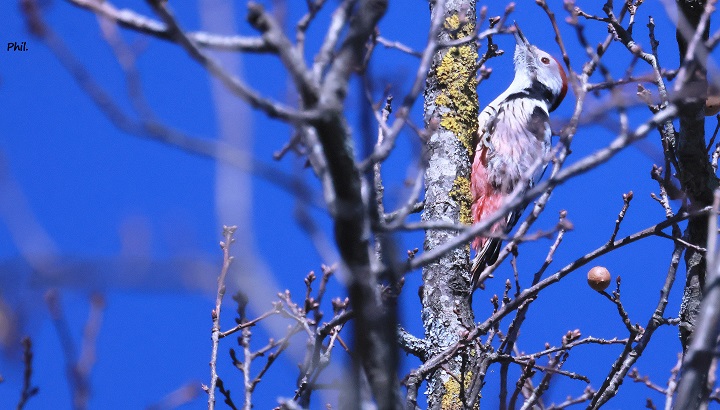 Rapaces, torcols fourmiliers et autres oiseaux...